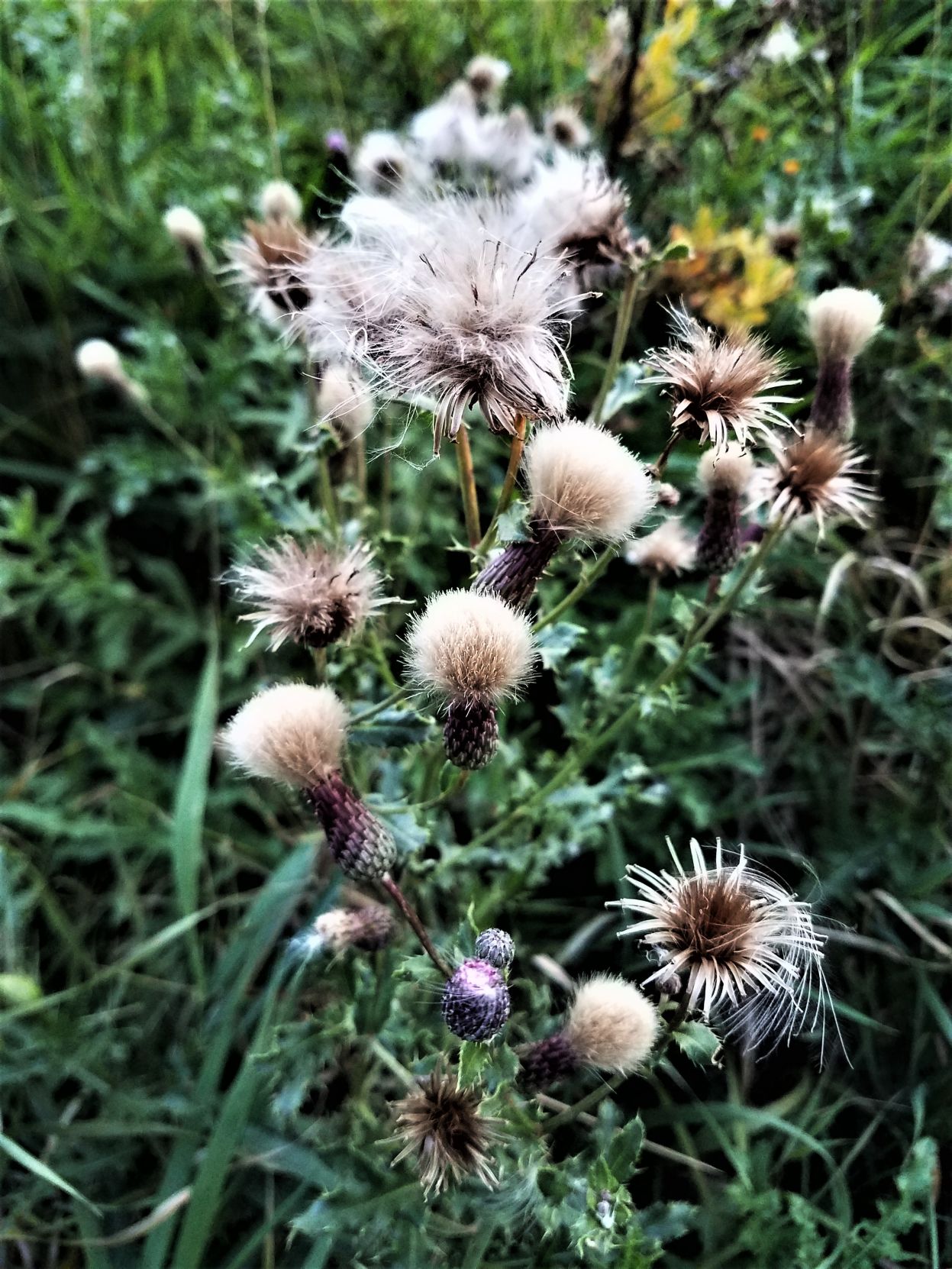 Beautiful Fall